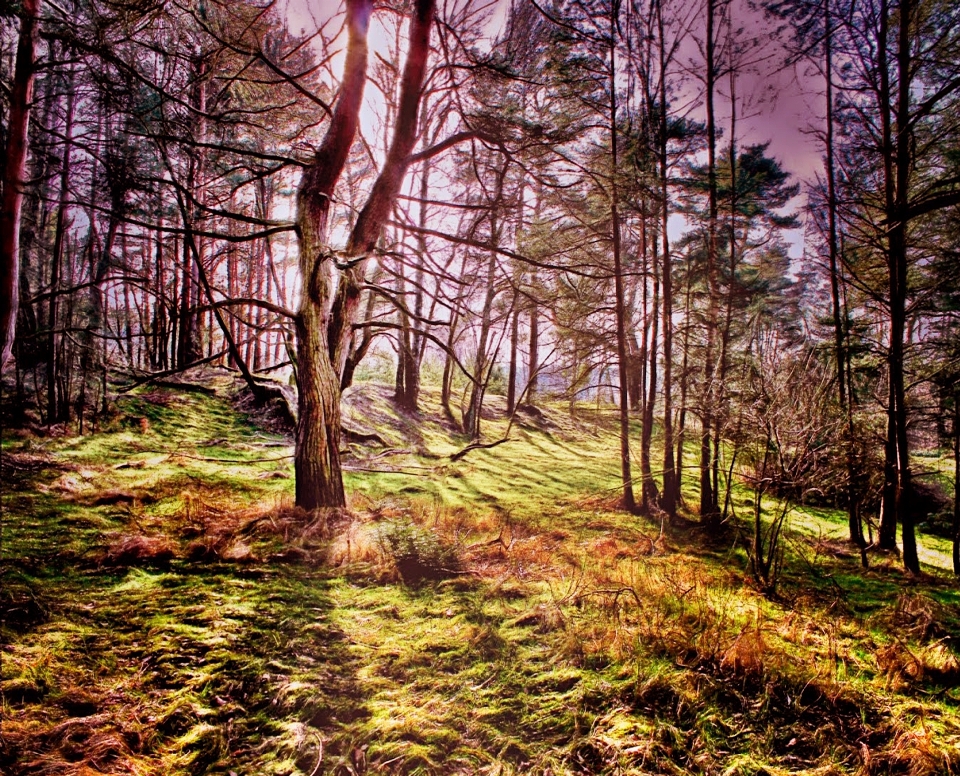 Summer sun sunbeam spring landscape