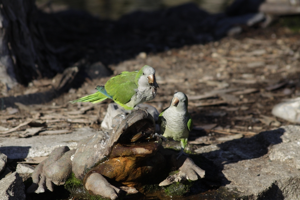 Alam burung fauna paruh