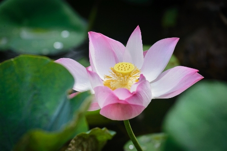 Flower lotus pretty beautiful Photo