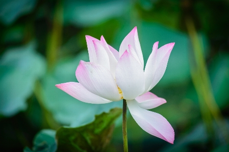 Flower lotus pretty beautiful Photo