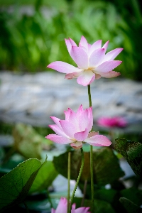 Flower lotus pretty beautiful Photo