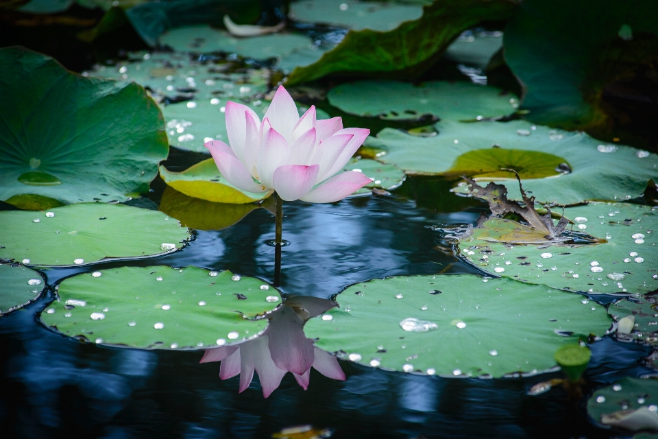 Flower lotus pretty beautiful