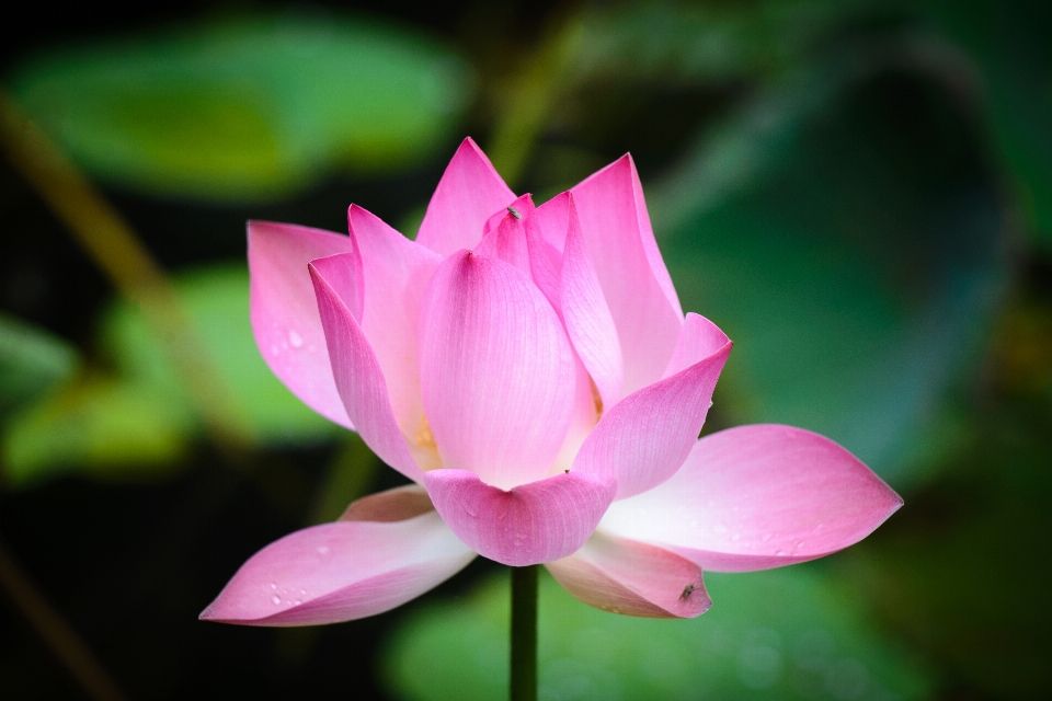 Flower lotus pretty beautiful