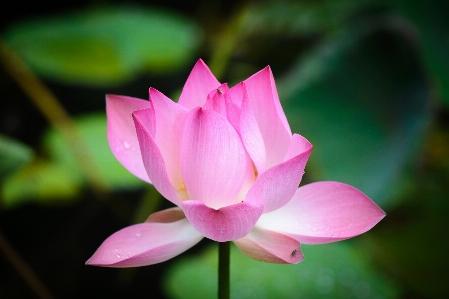 Flower lotus pretty beautiful Photo