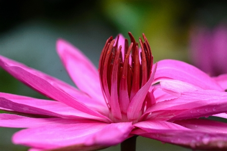 Flower lotus pretty beautiful Photo