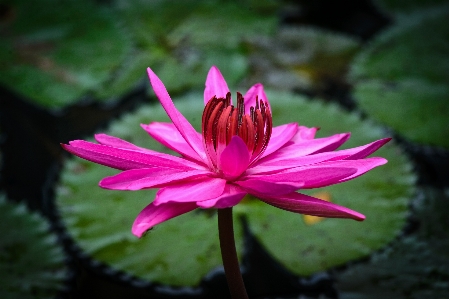 Flower lotus pretty beautiful Photo