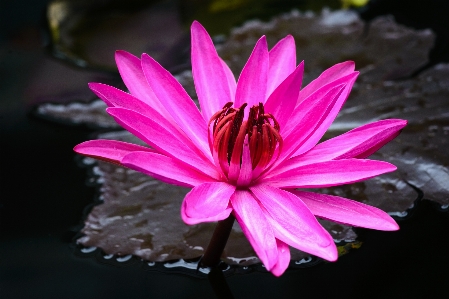 Flower lotus pretty beautiful Photo