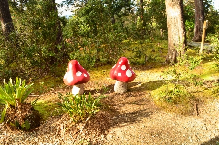 木
 自然
 植物 木 写真