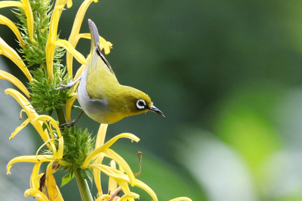 Oiseau fauna le bec faune