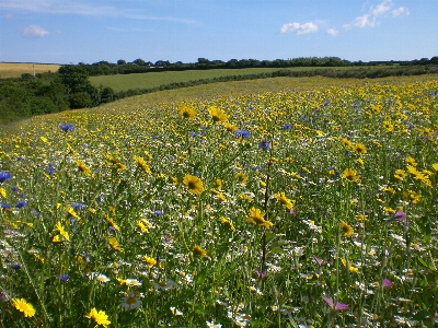 Blumen feld cornwall
 blume Foto