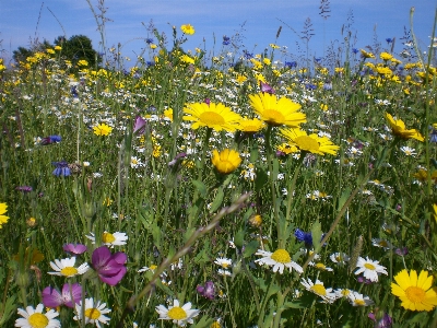 Flowers wild cornwall flower Photo