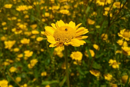 Flowers field flower Photo