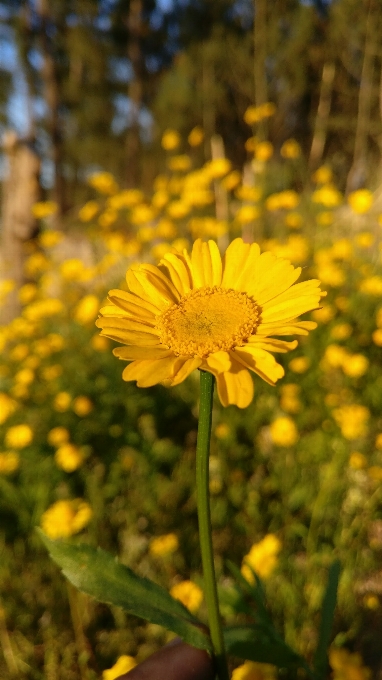 Fiori gialli
 campo di fiori
