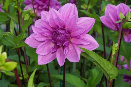 花 ダリア
 植物 フローラ 写真