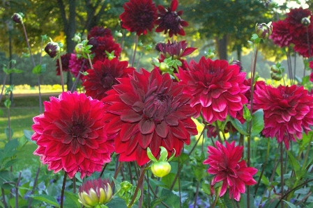 Flower dahlia plant flowering Photo