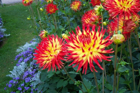 Flower dahlia plant flowering Photo