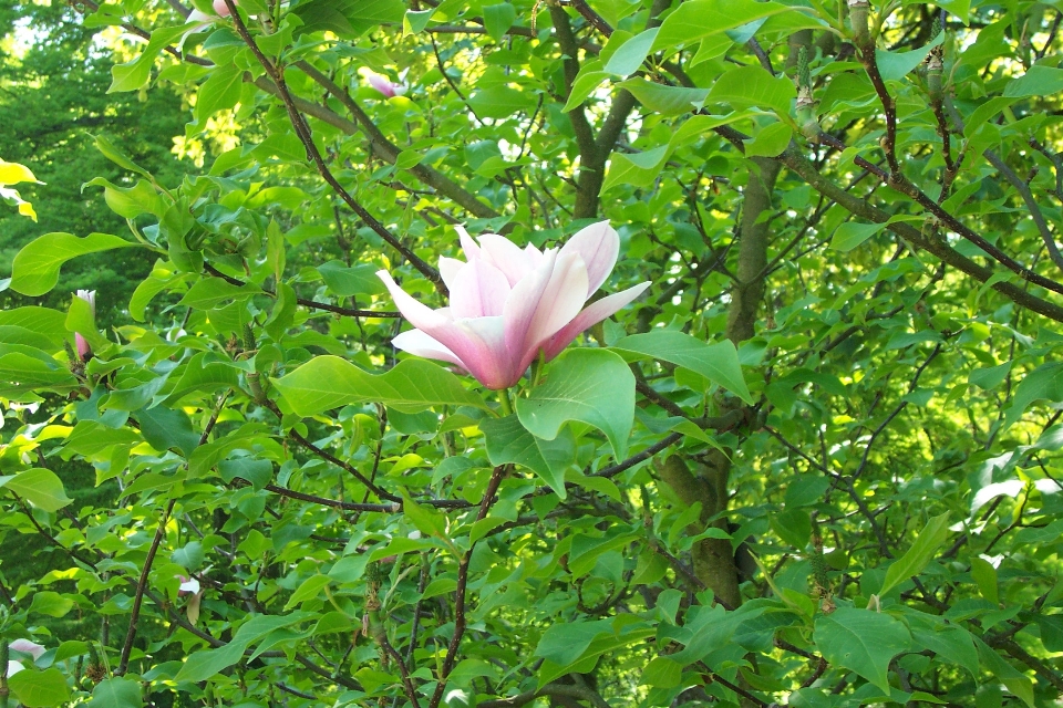 Fiore pianta vegetazione flora