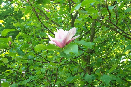 Blume anlage vegetation flora Foto