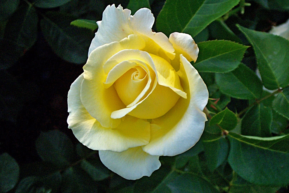 Flower rose family plant