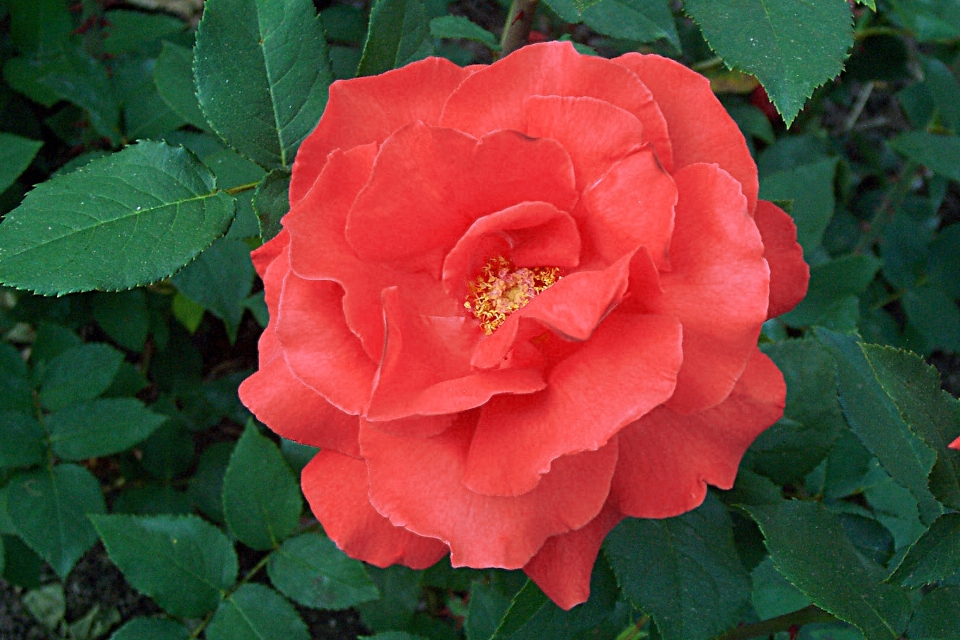 Flower rose family red