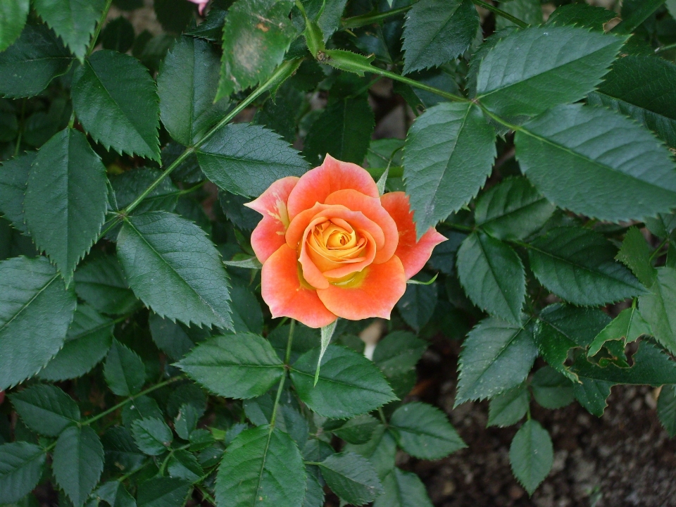 Flower rose family plant