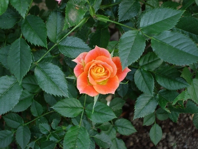 Flower rose family plant Photo