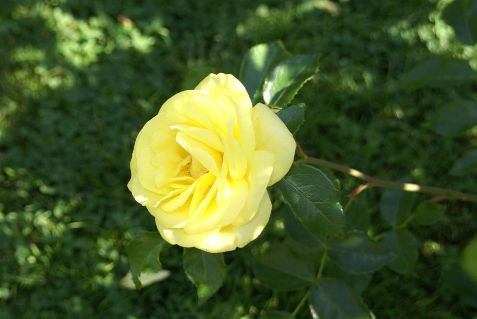 Flower rose yellow family