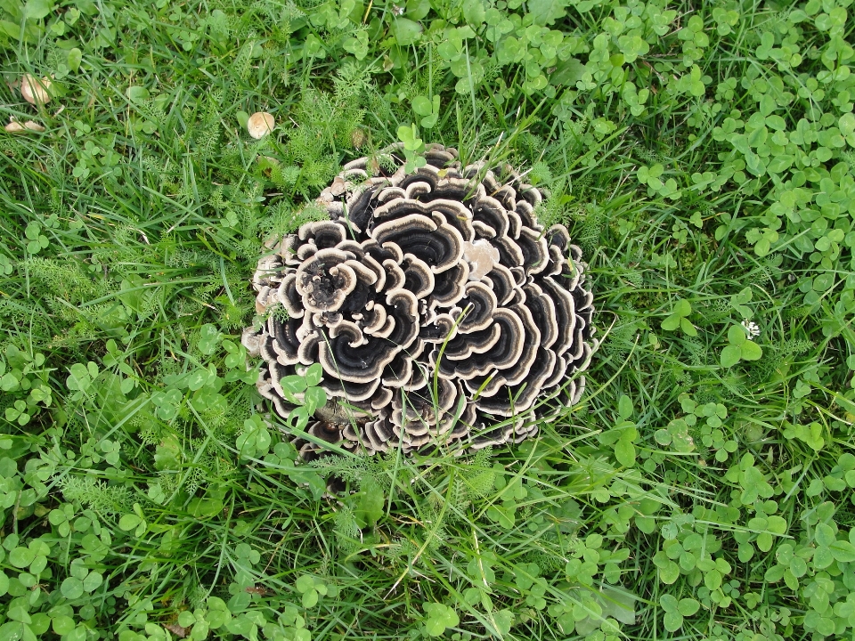 Mushrooms grass organism