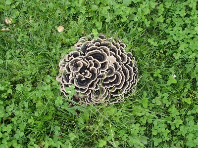 Mushrooms grass organism Photo