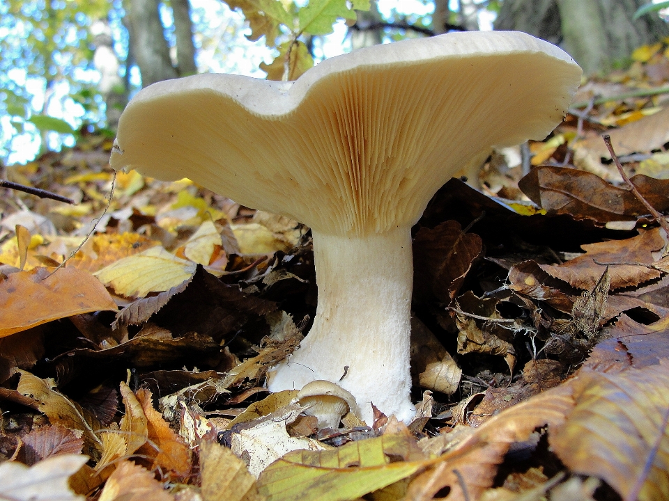 Jamur jamur
 agaricaceae
 yang bisa dimakan
