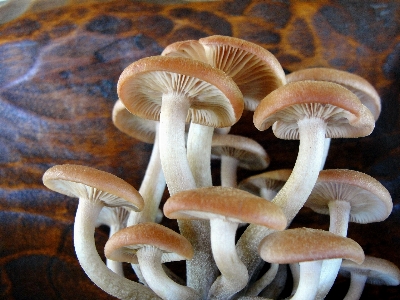 Foto Funghi fungo fungo
 commestibile
