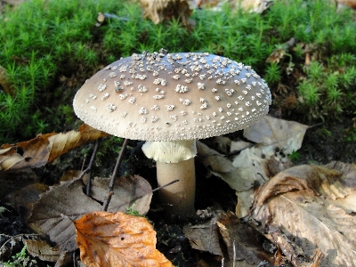 Mushrooms mushroom fungus penny bun Photo