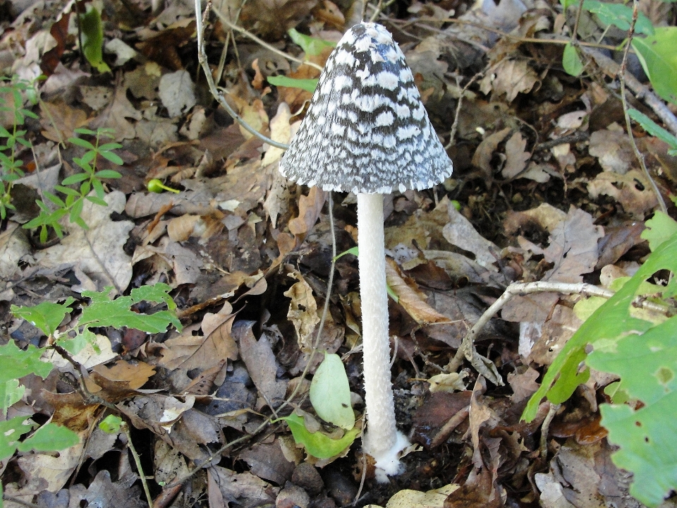 Mushrooms mushroom fungus flora