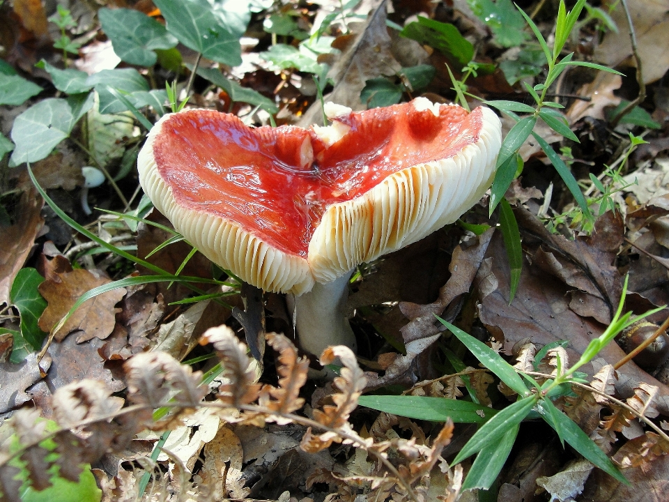 蘑菇 菌 药用蘑菇 食用菌