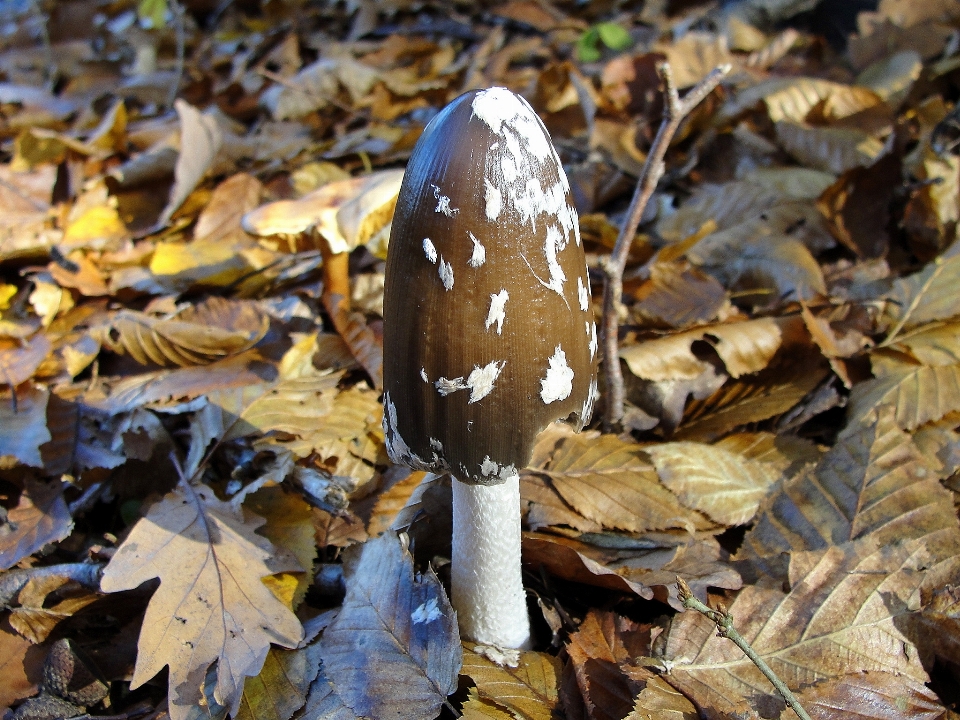 蘑菇 菌 叶子 食用菌