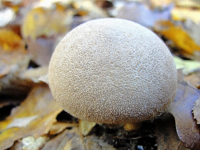 Foto Funghi fungo fungo
 commestibile
