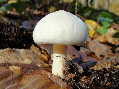 Mushrooms mushroom fungus agaricaceae Photo