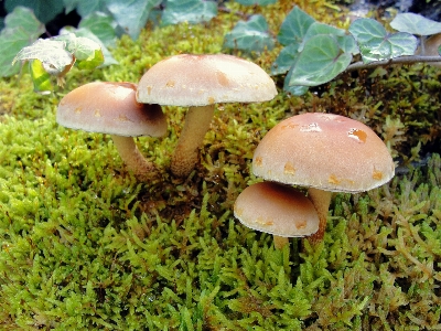 Mushrooms mushroom fungus edible Photo