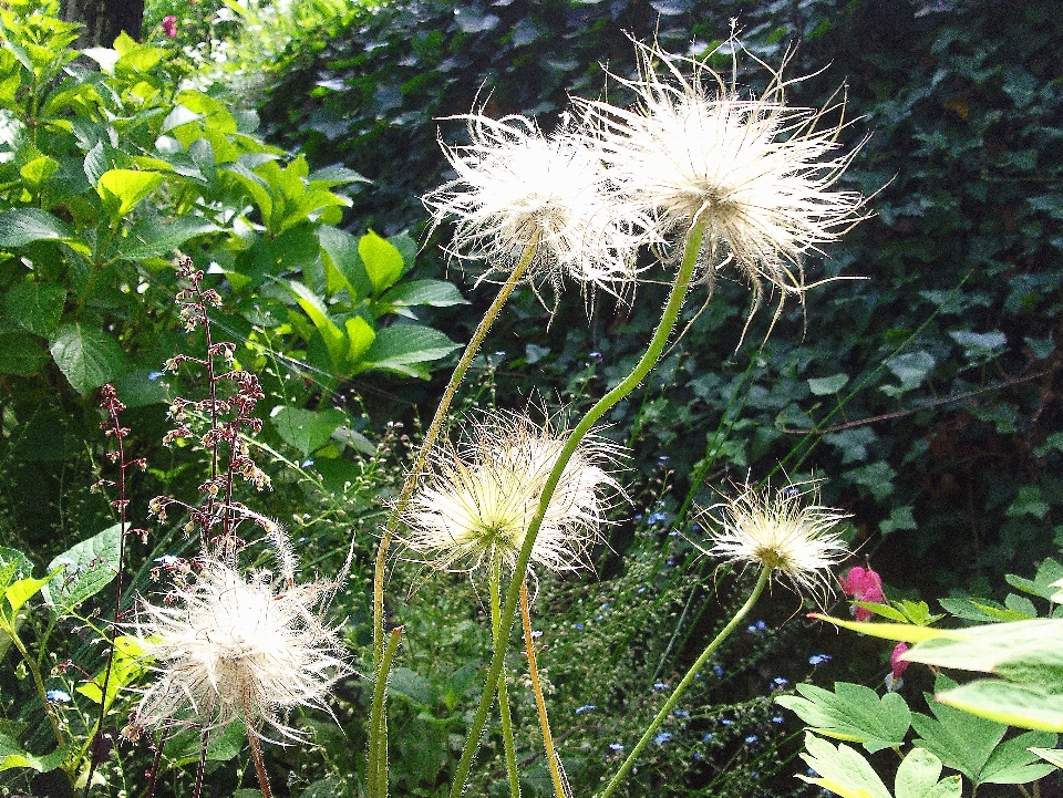 花 パルサティラ
 尋常性
 植物