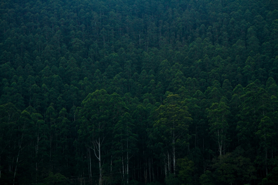 自然 全景 树 木头