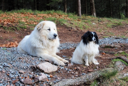 Foto Hewan anjing seperti mamalia
 ras anjing
