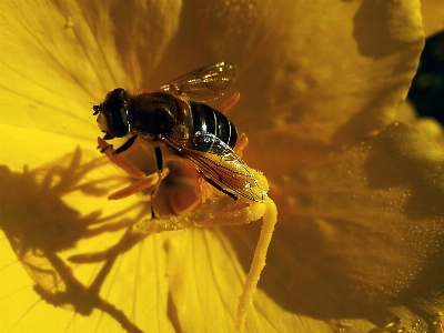 Leaf pattern bee honey bees Photo