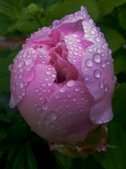 Rain green floral spring