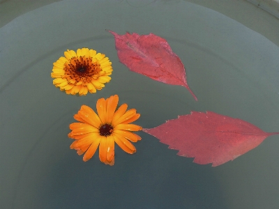 水 花 白 自然 写真