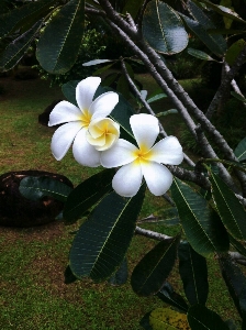 Foto Florescendo verde floral tropical