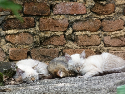 Cats gatos sleeping cat Photo