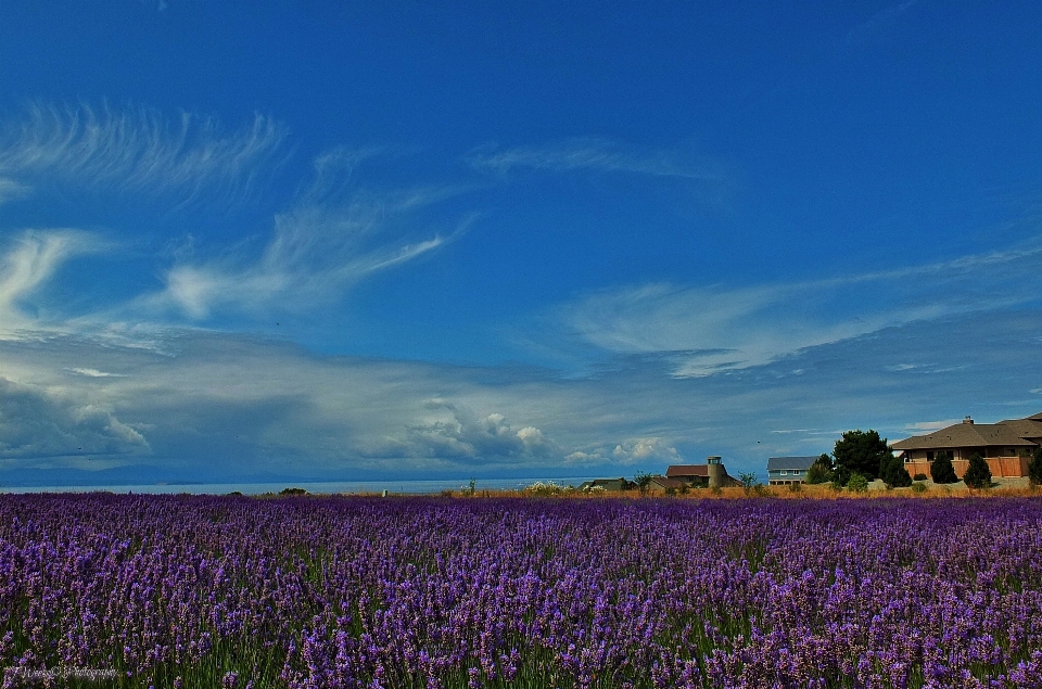 Lavande ciel bleu
 champ