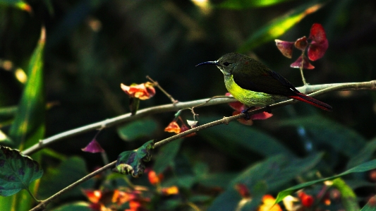 Bird fauna flora ecosystem Photo