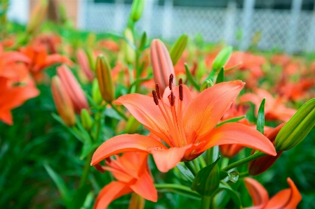 Flower beautiful buds nature Photo