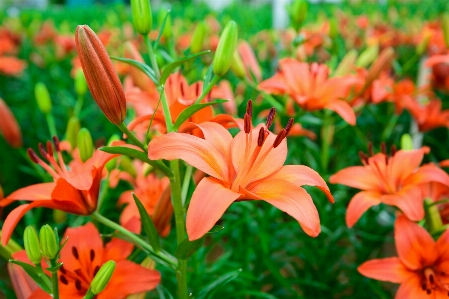 Foto Flor hermosa flor
 botones florales
 naturaleza